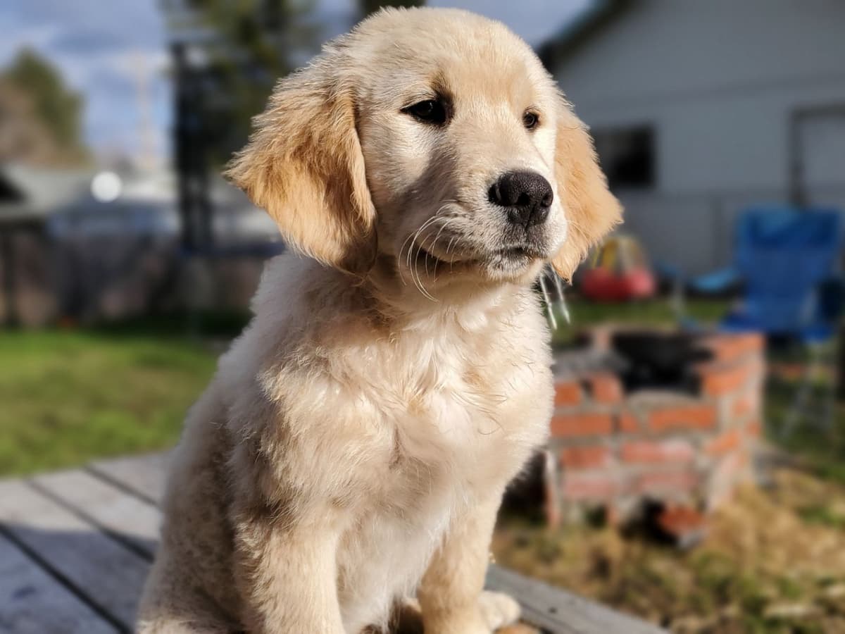 Golden Retriever Puppies breeder image 2