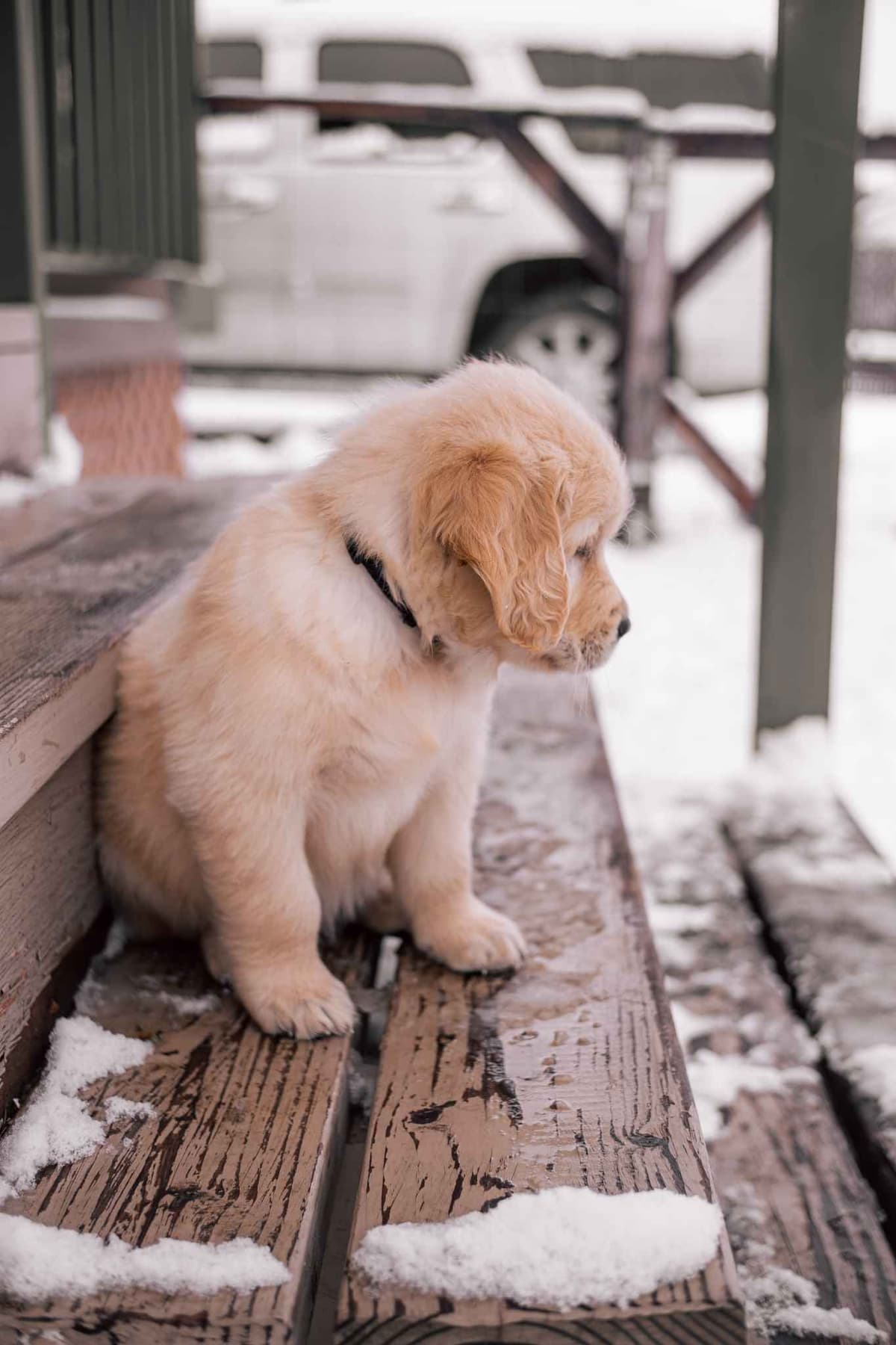 Golden Retriever Puppies breeder image 5