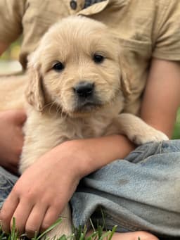 Golden Retriever Puppies thumbnail 1