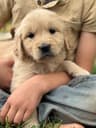 Golden Retriever Puppies