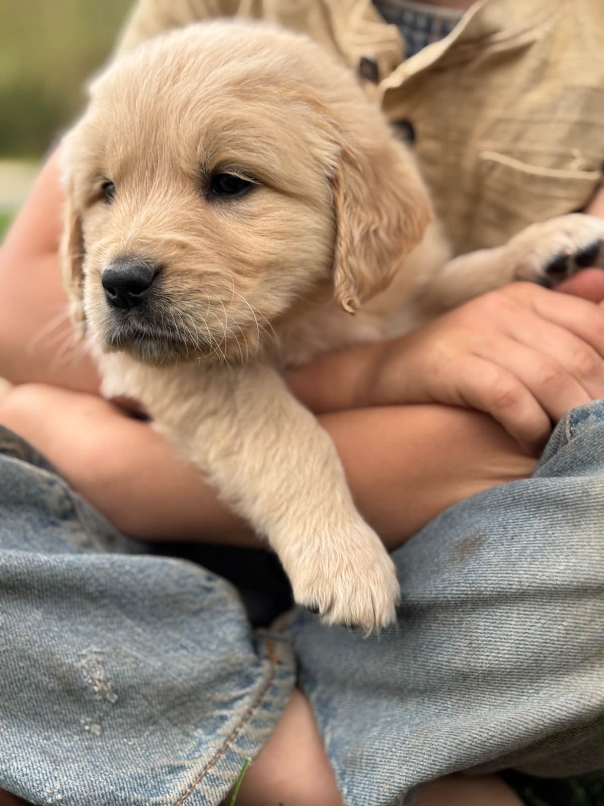 Golden Retriever Puppies photo 2