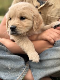 Golden Retriever Puppies thumbnail 2