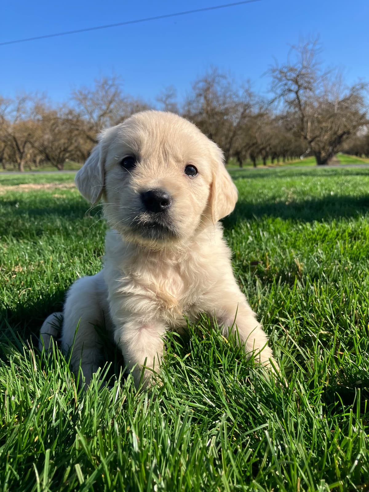 Golden Retriever Puppies photo 3