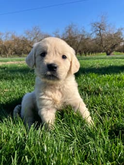 Golden Retriever Puppies thumbnail 3