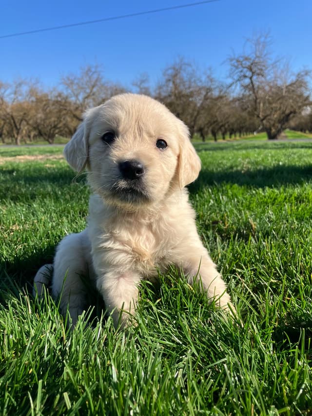 Golden Retriever Puppies media 3