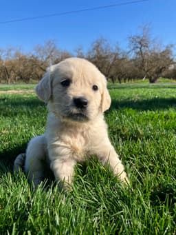 Golden Retriever Puppies thumbnail 4