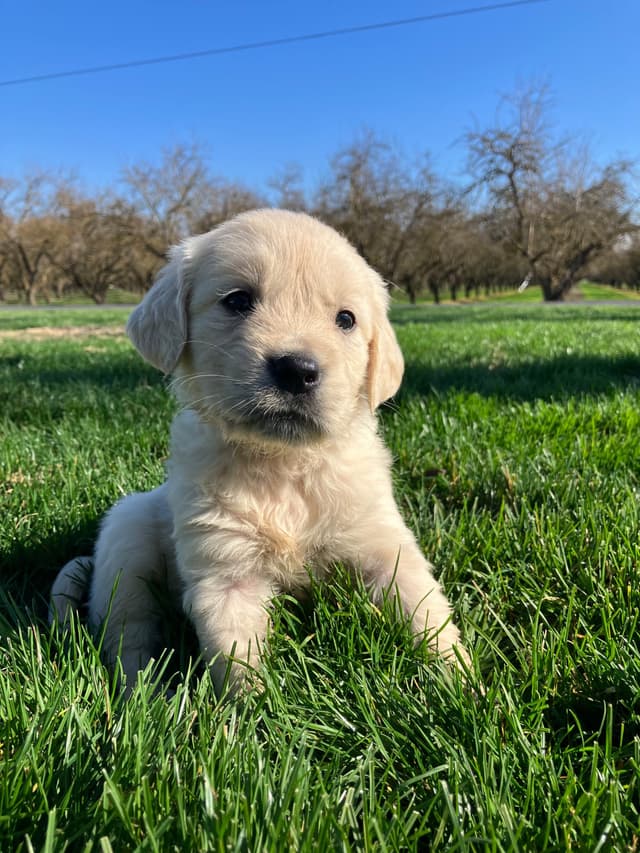 Golden Retriever Puppies media 4
