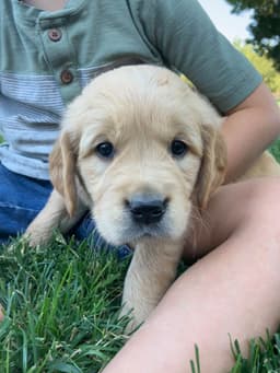 Golden Retriever Puppies thumbnail 5