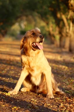 Golden Retriever Puppies thumbnail 6