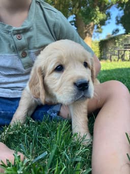 Golden Retriever Puppies thumbnail 7