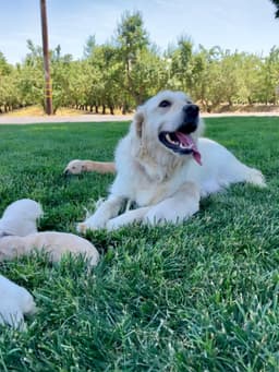 Golden Retriever Puppies thumbnail 8