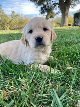 Golden Retriever Puppies thumbnail 10