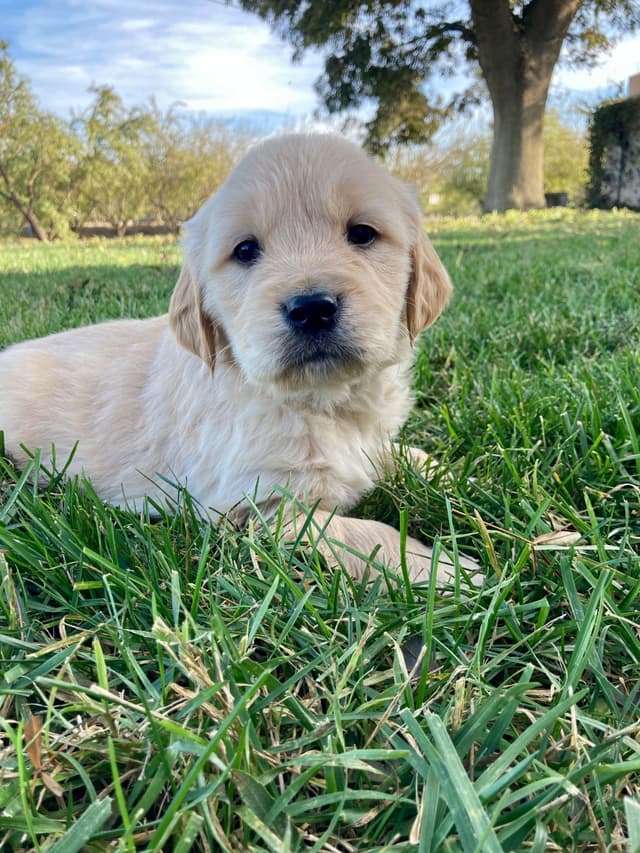 Golden Retriever Puppies media 10