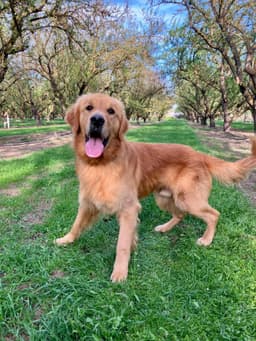Golden Retriever Puppies thumbnail 9