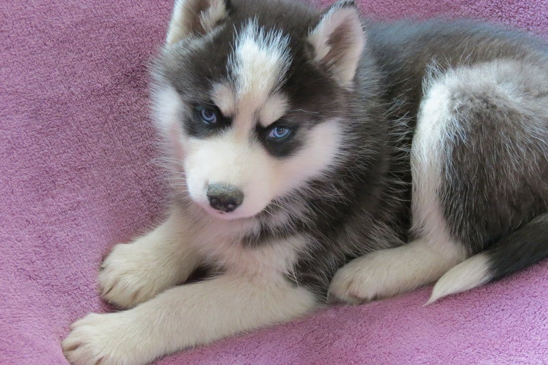 Siberian Husky Puppies breeder image 2