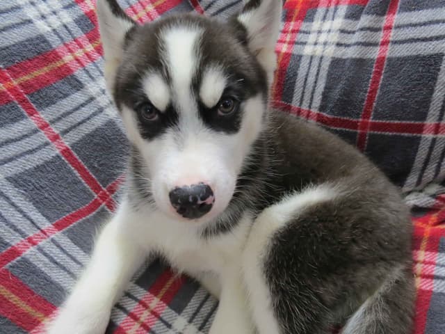 Siberian Husky Puppies media 3
