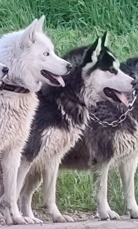 Siberian Husky Puppies media 4