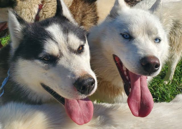Siberian Husky Puppies media 5