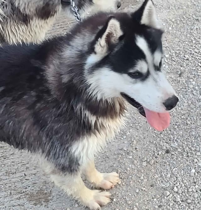 Siberian Husky Puppies media 2