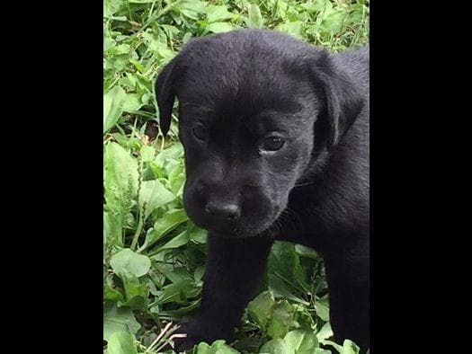 Labrador Retriever Puppies breeder image 1