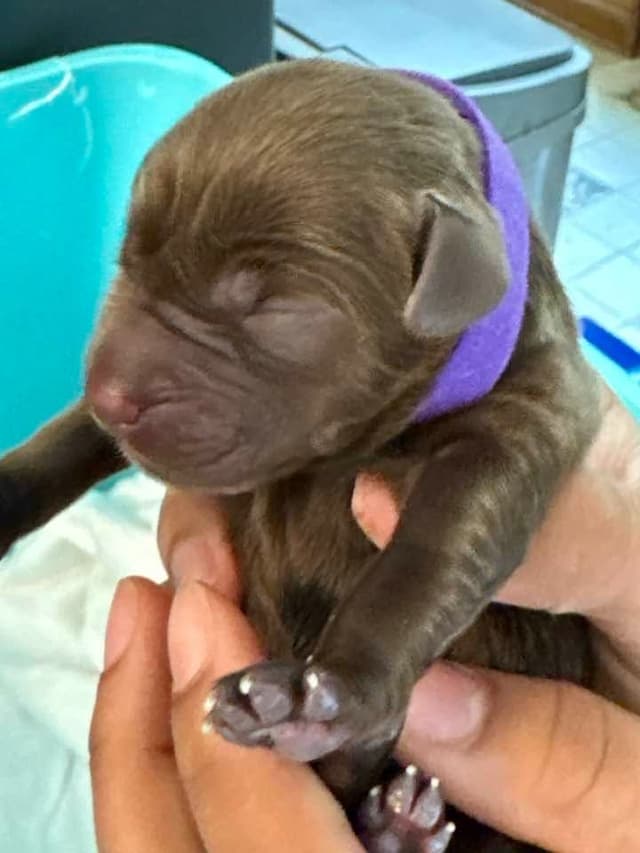 Labrador Retriever Puppies media 2