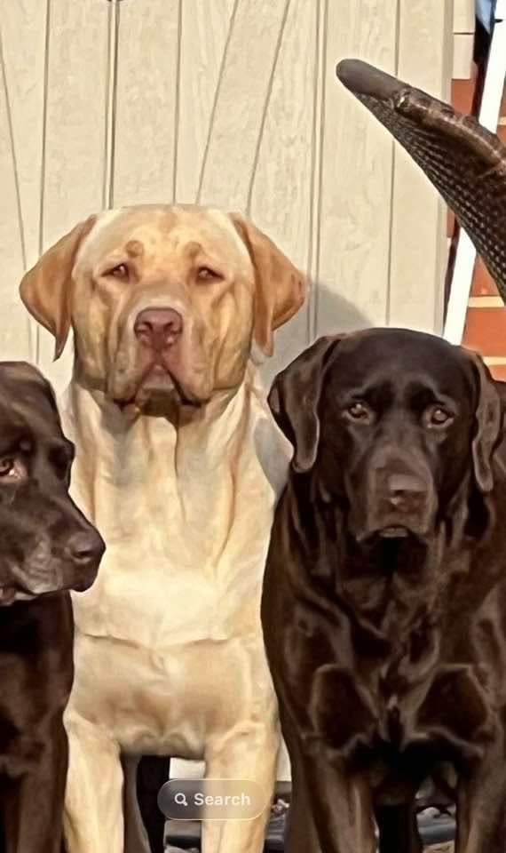 Labrador Retriever Puppies media 3