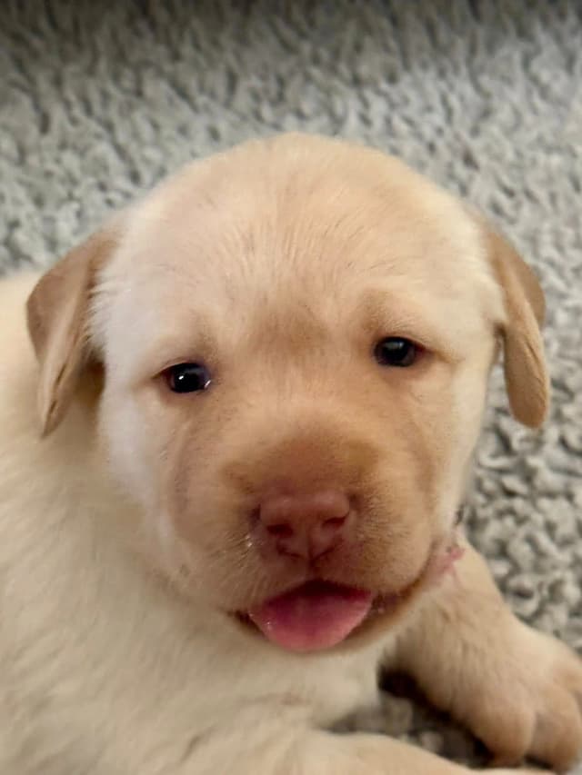 Labrador Retriever Puppies media 4