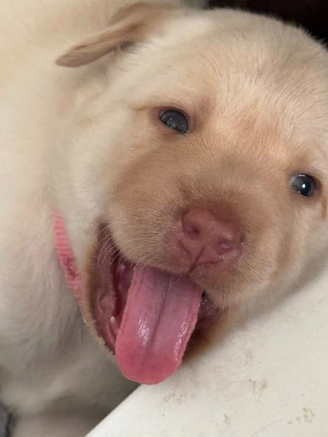 Labrador Retriever Puppies media 6