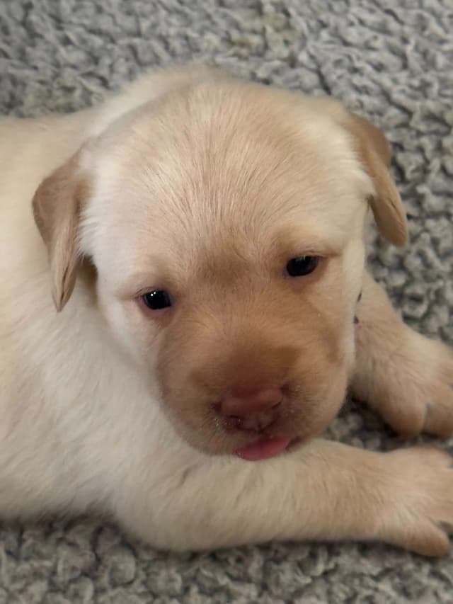 Labrador Retriever Puppies media 5