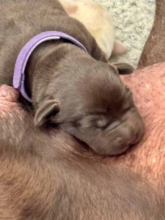 Labrador Retriever Puppies media 7