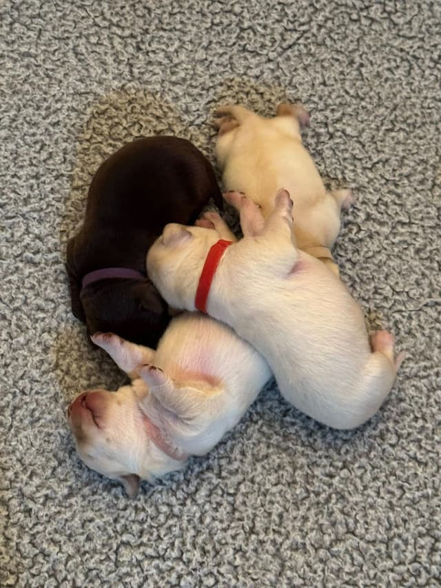 Labrador Retriever Puppies media 8