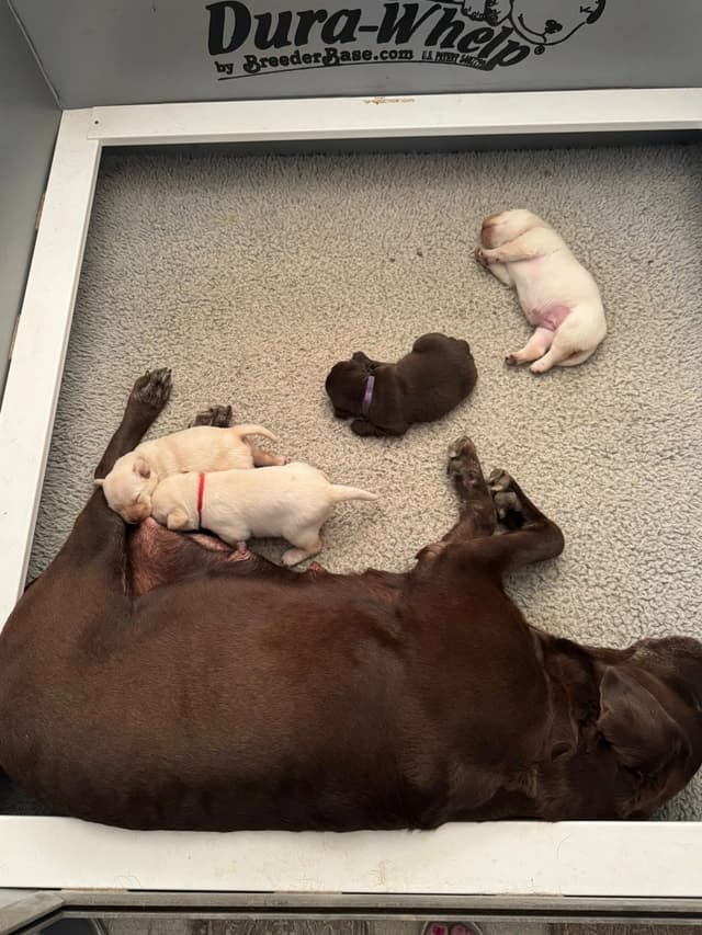 Labrador Retriever Puppies media 9