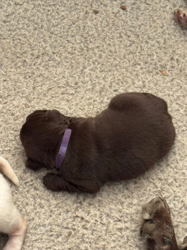 Labrador Retriever Puppies media 10