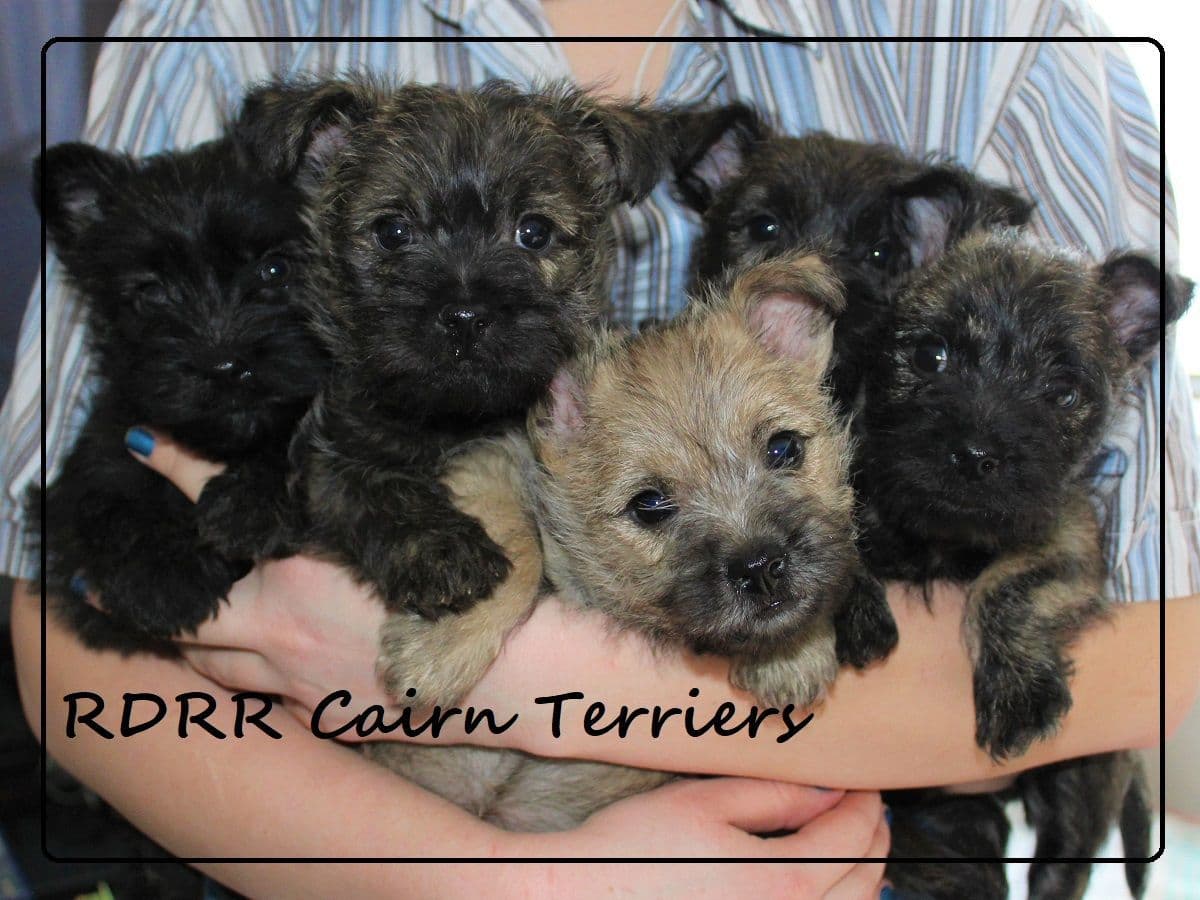 Cairn Terrier Puppies breeder image 2