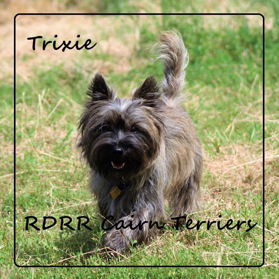 Cairn Terrier Puppies breeder image 3