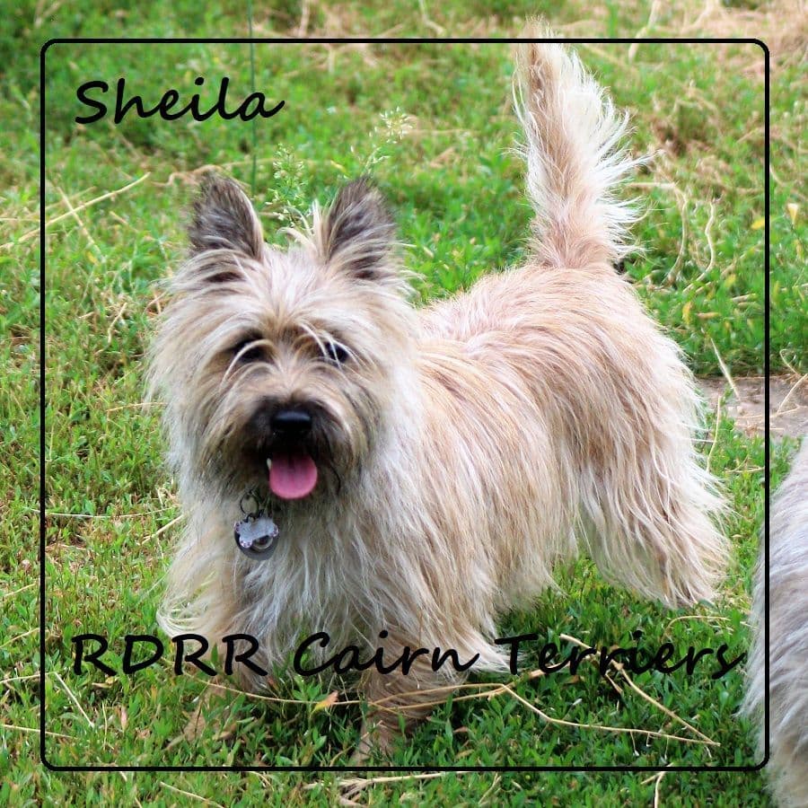 Cairn Terrier Puppies breeder image 4