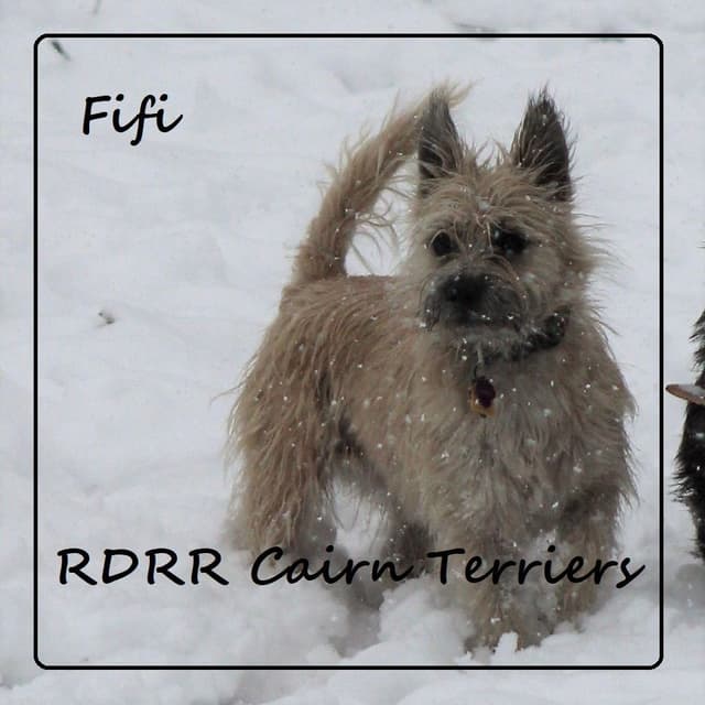 Cairn Terrier Puppies media 3