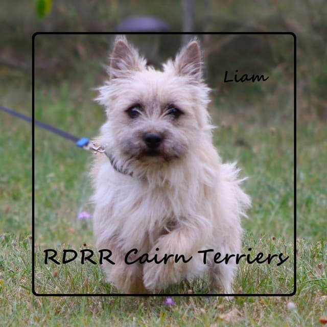 Cairn Terrier Puppies media 4