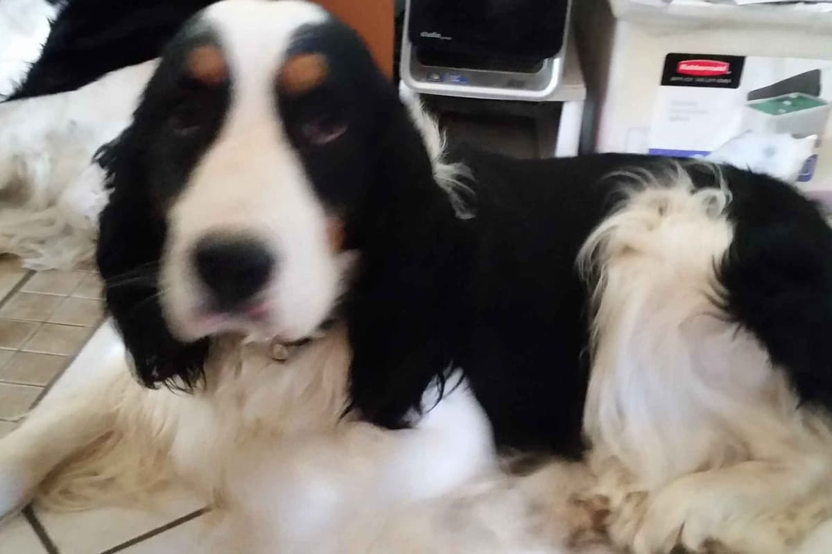 English Springer Spaniel Puppies breeder image 3