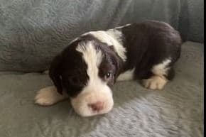 English Springer Spaniel Puppies breeder image 4