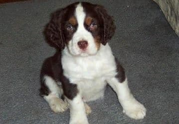 English Springer Spaniel Puppies breeder image 5