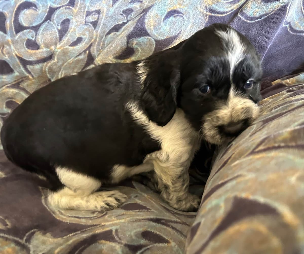 English Springer Spaniel Puppies breeder image 6