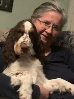 English Springer Spaniel Puppies breeder image 7