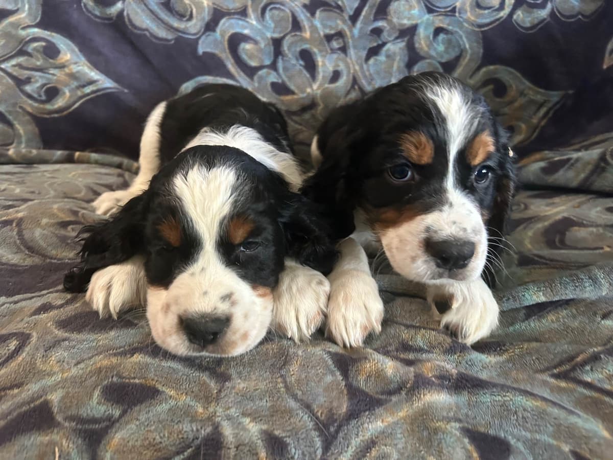 English Springer Spaniel Puppies breeder image 8