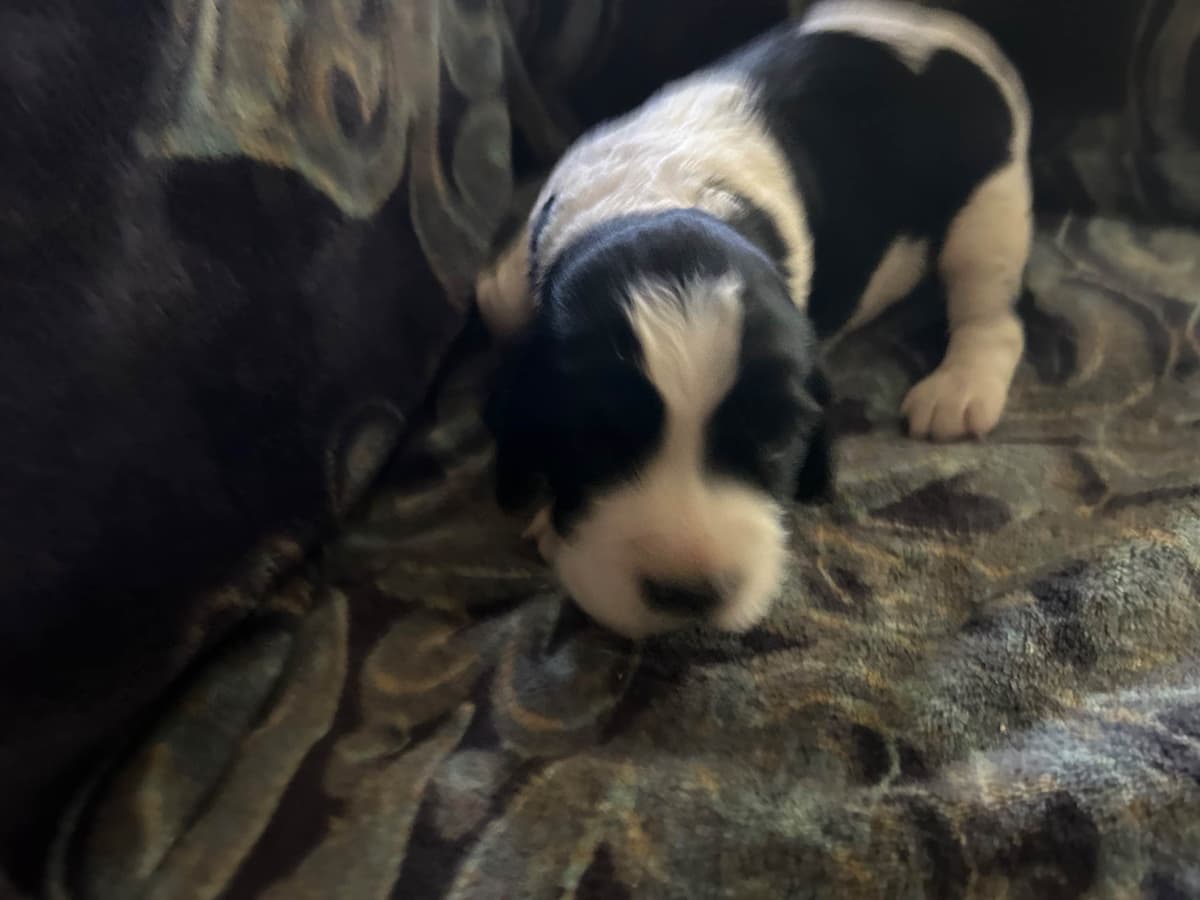 English Springer Spaniel Puppies breeder image 9