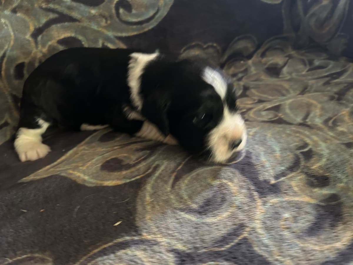 English Springer Spaniel Puppies breeder image 11