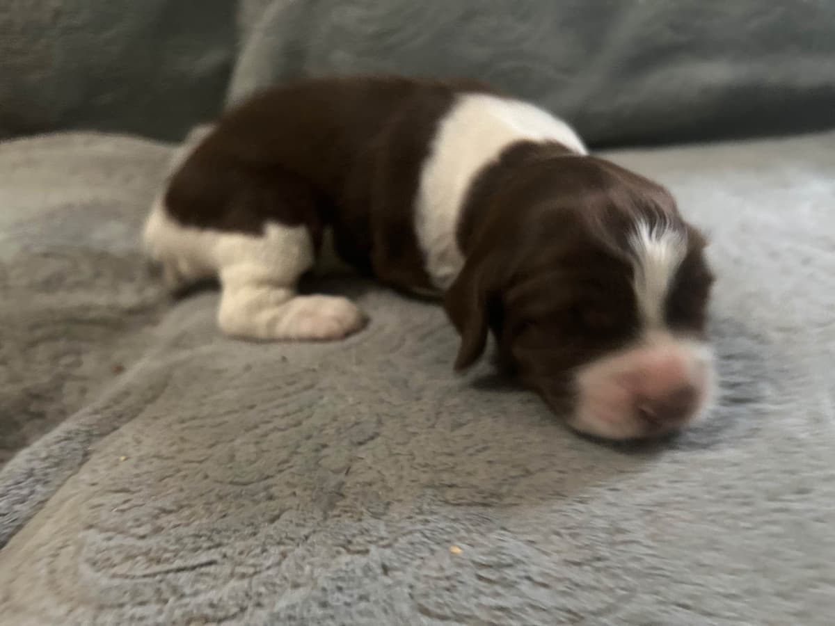 English Springer Spaniel Puppies breeder image 12