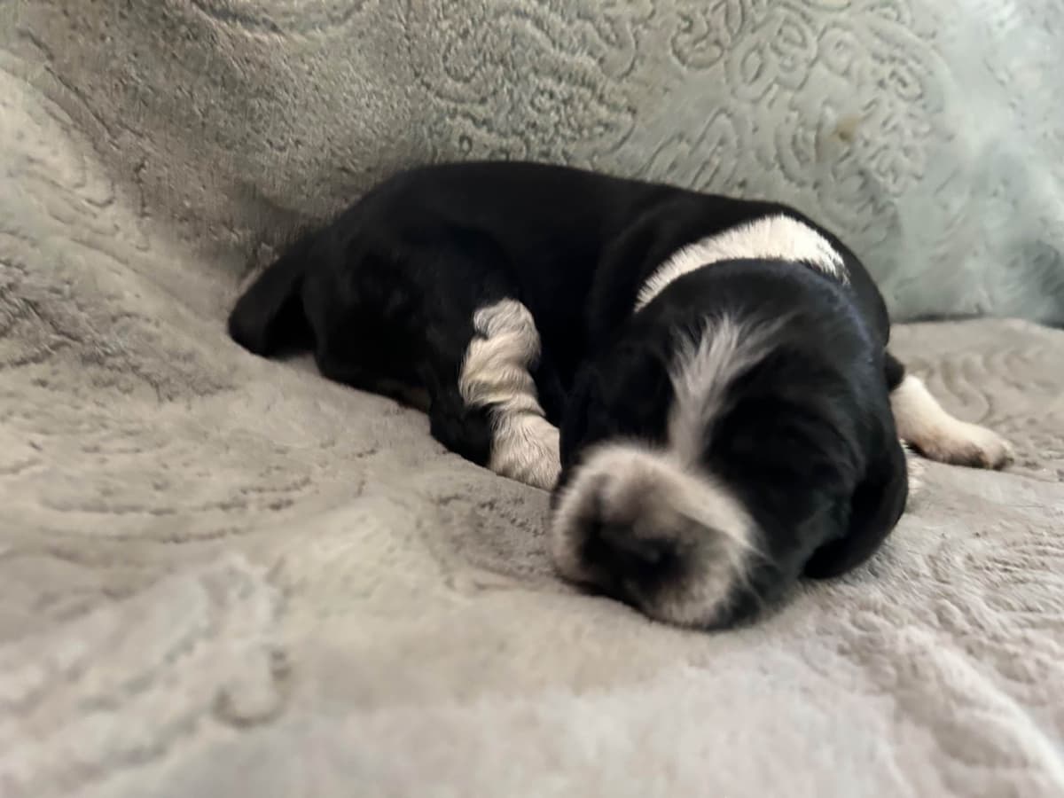 English Springer Spaniel Puppies breeder image 13