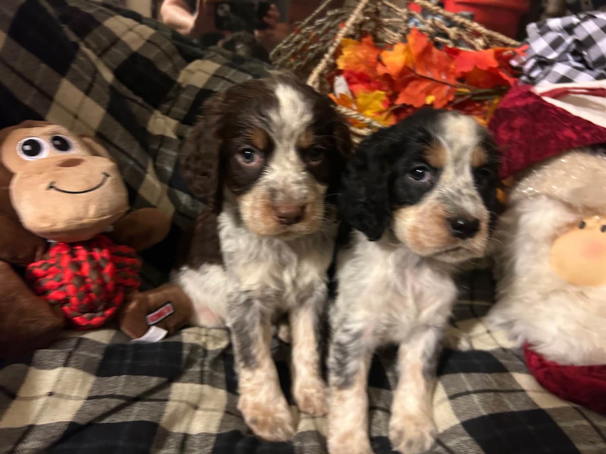 English Springer Spaniel Puppies breeder image 14