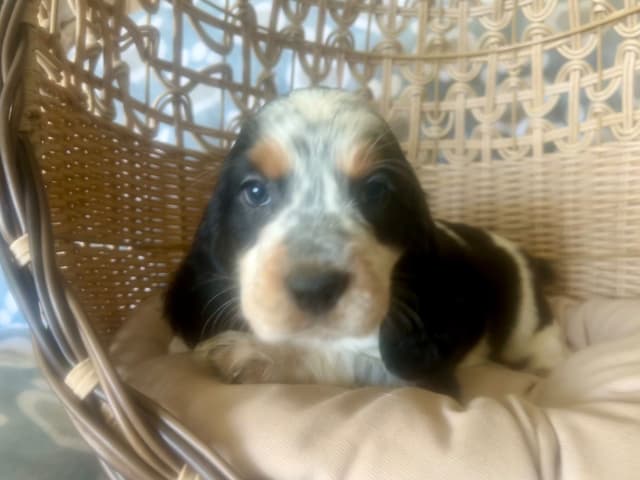 English Springer Spaniel Puppies media 2